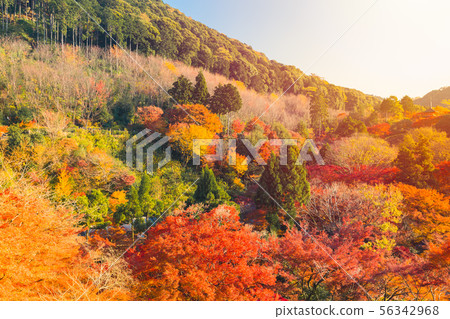 Japan Autumn mountain in Kyoto colourful forest 56342968