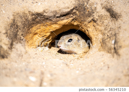 European ground squirrel, Spermophilus citellus, aka European souslik. Small rodent hidden in the European ground squirrel, Spermophilus citellus, aka European souslik. Small rodent hidden in the 56345210