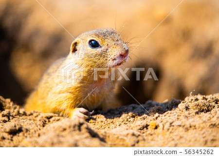 European ground squirrel, Spermophilus citellus, aka European souslik. Small cute rodent in natural 56345262