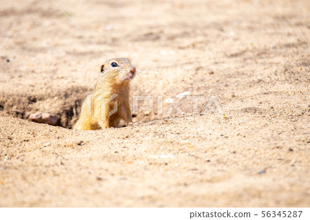 European ground squirrel, Spermophilus citellus, aka European souslik. Small rodent hidden in the 56345287