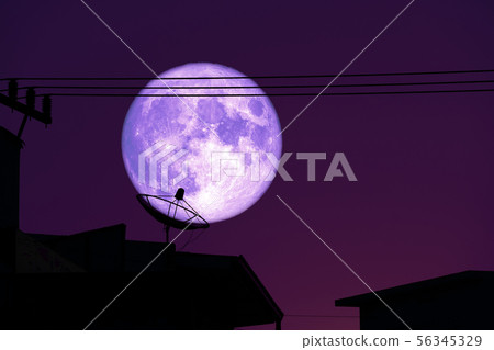 super full harvest moon on night sky back super full harvest moon on night sky back 56345329