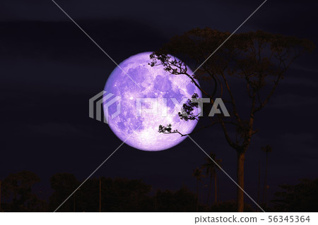 purple buck moon on night red sky back silhouette purple buck moon on night red sky back silhouette 56345364