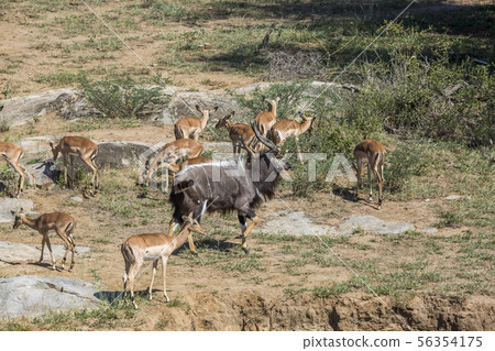 Nyala and impalas in Kruger National park, South Nyala and impalas in Kruger National park, South 56354175