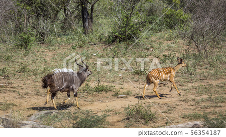 Nyala in Kruger National park, South Africa 56354187
