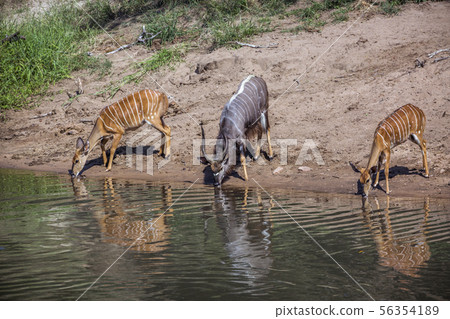 Nyala in Kruger National park, South Africa 56354189