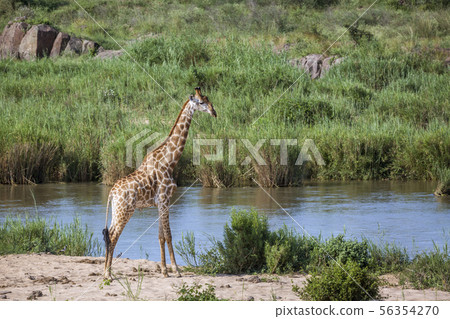 Giraffe in Kruger National park, South Africa Giraffe in Kruger National park, South Africa 56354270
