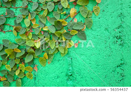 ivy leaves on green cement wall ivy leaves on green cement wall 56354437