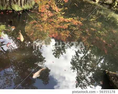 A pond 56355178