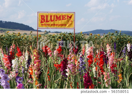 On the sign read: Cut flowers yourself 56358051