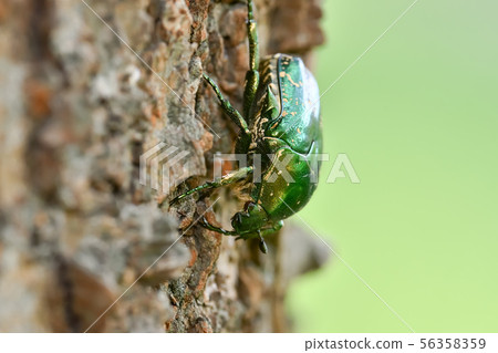 Cilanthene grasshopper 56358359