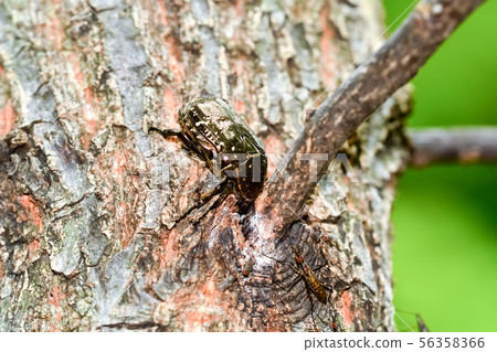 Cilanthene grasshopper 56358366