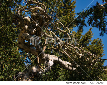 A bare tree with extremely branched branches 56359285