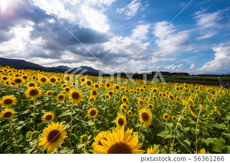 Lake Niu Sunflower field 56361266