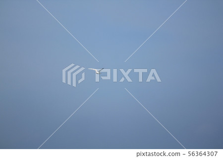 Sternula albifrons flying in the sky. Sternula albifrons flying in the sky. 56364307