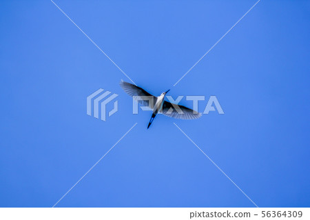 Sternula albifrons flying in the sky. Sternula albifrons flying in the sky. 56364309