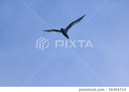Sternula albifrons flying in the sky. Sternula albifrons flying in the sky. 56364314