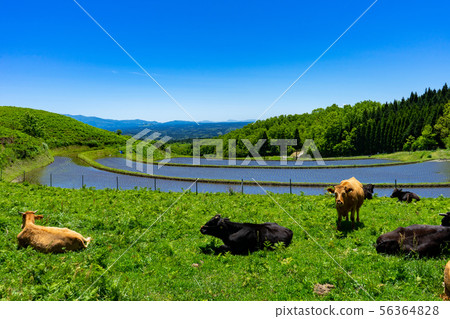 Aso beef and fan terrace field Aso beef and fan terrace field 56364828