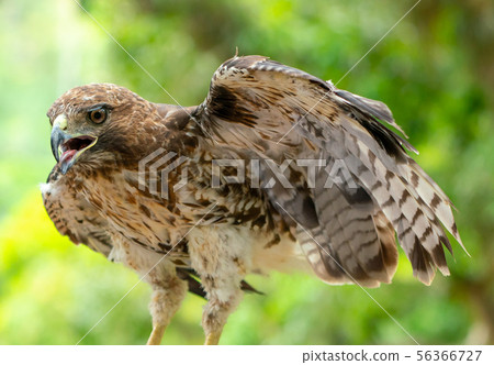 red-tailed hawk or Buteo jamaicensis close-up red-tailed hawk or Buteo jamaicensis close-up 56366727