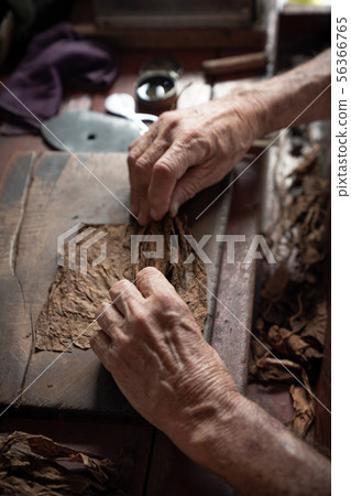 Cigar rolling or making by torcedor in cuba Cigar rolling or making by torcedor in cuba 56366765