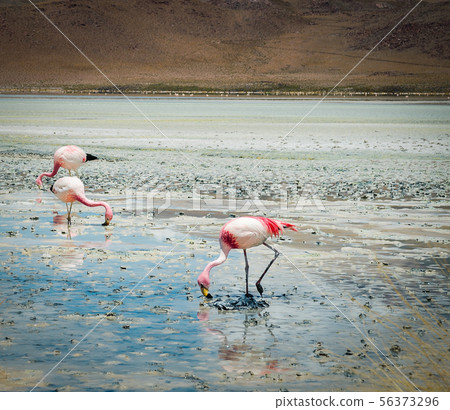 Flamingos in the lake 56373296