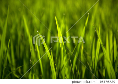 Rice on field. Green leaves background 56376289