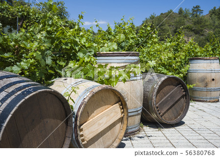 Wine barrels Wine barrels and Vineyards wine 56380768