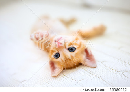 Baby cat. Ginger kitten sleeping under blanket 56380912