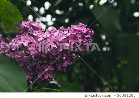 Lilac Flowers. Lilac blossom. Purple lilac 56381203