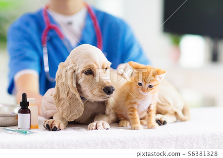 Vet with dog and cat. Puppy and kitten at doctor. 56381328