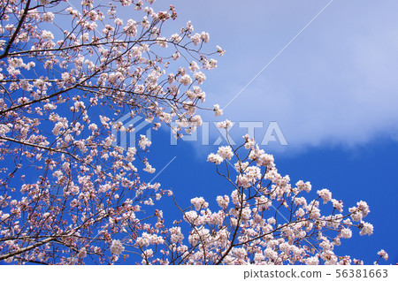 Cherry blossoms (Somei Yoshino) Cherry blossoms (Somei Yoshino) 56381663