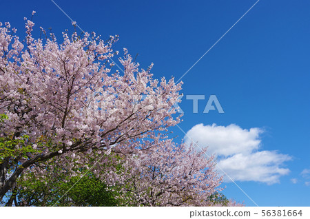 藍天和櫻花(吉野櫻花) 藍天和櫻花(吉野櫻花) 56381664