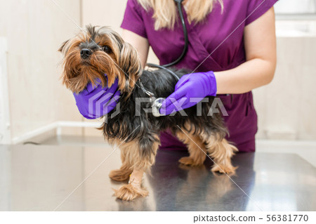 young girl vet in the clinic examine with 56381770