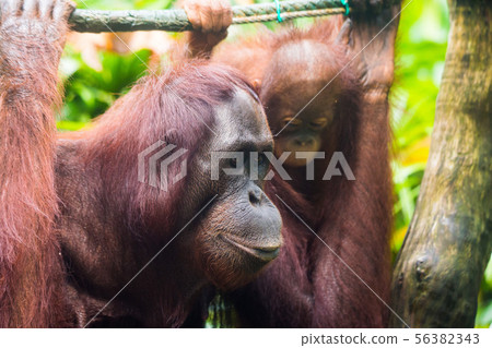 Portrait of young thoughtful orangutan with clever eyes in wet rainy day. Borneo. 56382343