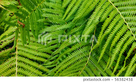 Beautiful fern leaves background 56382438