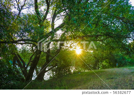 Sunset grass on river sunset landscape. The clouds with sun light above the river, twilight sky. Sunset grass on river sunset landscape. The clouds with sun light above the river, twilight sky. 56382677