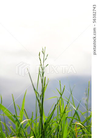 Young green grass near a lake or river, greenery, nature. 56382743