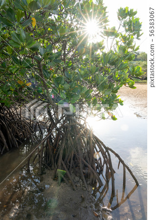 石垣島美麗的風景 56383067