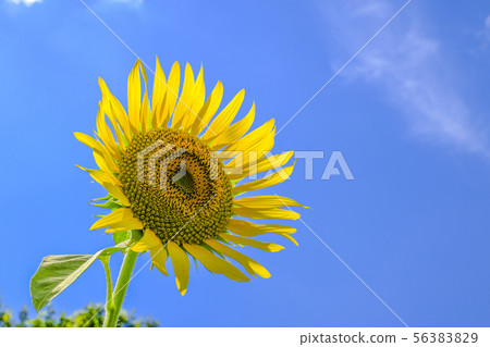 夏天天空和向日葵 夏天天空和向日葵 56383829