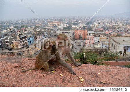 Jaipur, India Pink City as seen from Garta 56384240