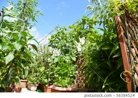 Summer veranda vegetable garden Summer veranda vegetable garden 56384524