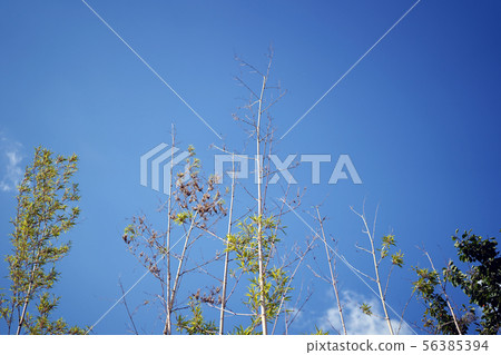 藍天和樹背景 藍天和樹背景 56385394