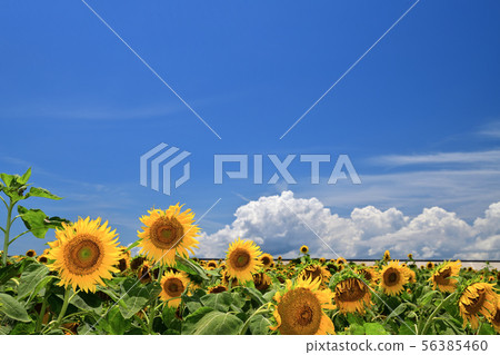 仲夏景觀向日葵 仲夏景觀向日葵 56385460