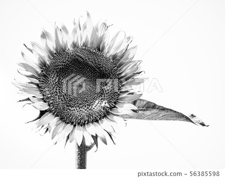 Sunflower monochrome 56385598