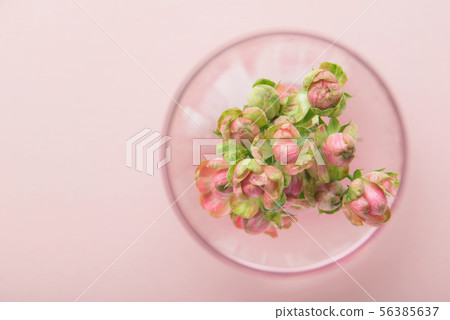 Pink mini-roses 56385637