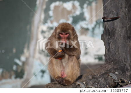 Japanese macaque eating carrots_Hakodate Japanese macaque eating carrots_Hakodate 56385757