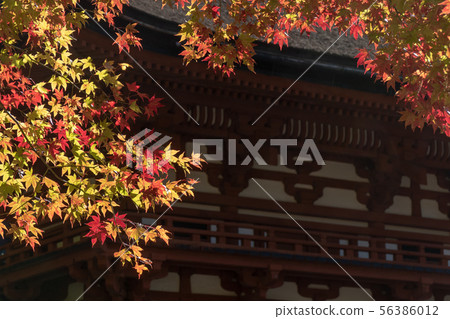 Autumn leaves of the Niu Municipal Specific Shrine Autumn leaves of the Niu Municipal Specific Shrine 56386012