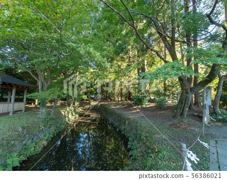 牛市特定神社的秋葉 56386021
