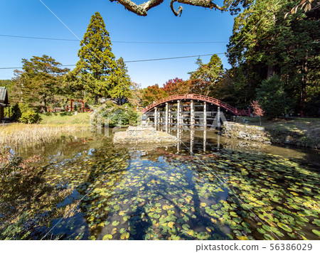 牛市特定神社的秋葉 56386029