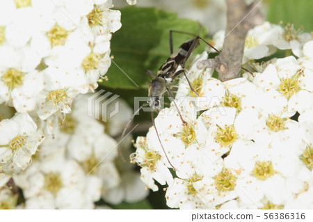 On the living creature insects, the bearded beetle, in full bloom. Did you come to lick honey? On the living creature insects, the bearded beetle, in full bloom. Did you come to lick honey? 56386316