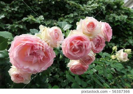 rose rose 56387366